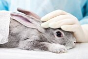 Специалисты ФГБУ "Северо-Кавказская межрегиональная ветеринарная лаборатория" обнаружили у кролика пассалуроз.
