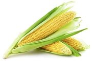 Фузариоз початков кукурузы. Признаки заболевания.