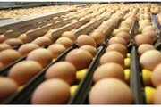 Об обнаружении остаточного содержания метаболитов нитрофуранов в яйце курином