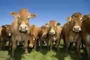 Выявлены новые случаи бруцеллеза среди крупного рогатого скота!!!
