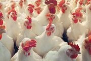 Отсутствие специфических поствакцинальных антител к вирусу гриппа птиц