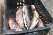 О стихийной продаже рыбы и рыбной продукции