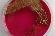 В смыве с пищевого оборудования производственного цеха выявлены санитарно-показательные микроорганизмы БГКП (бактерии группы кишечной палочки).