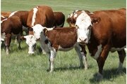 Обнаружены специфические антитела к лептоспирозу крупного рогатого скота