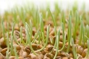 Определение качества сортового и семенного зерна