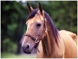 О случной болезни лошадей