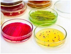 Важная деталь микробиологии- питательные среды