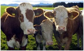 О выявления стельности коров в сыворотке, плазме крови или по молоку коров