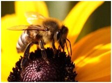 Аспергиллёз пчёл или болезнь расплода и взрослых особей