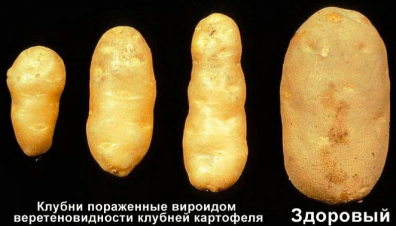 Вироид веретеновидности клубней картофеля
