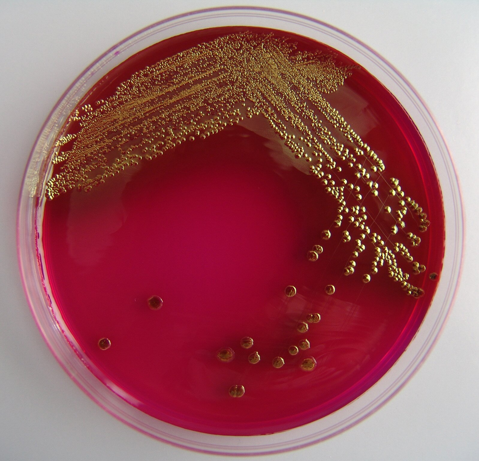 В смыве с пищевого оборудования производственного цеха выявлены санитарно-показательные микроорганизмы БГКП (бактерии группы кишечной палочки).