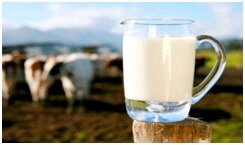 Антибиотики пенициллиновой группы в сыром коровьем молоке