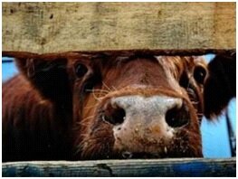 Об исследованиях сыворотки крови крупного рогатого скота