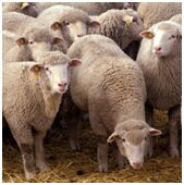 О брадзоте овец