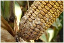 О диплодиозе кукурузы