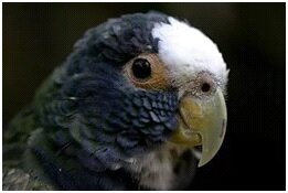Орнитоз у попугаев