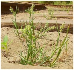 Опасный карантинный сорняк - Ценхрус малоцветковый (Cenchrus pauciflorus Benth)