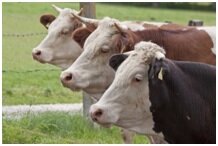 Об обнаружении возбудителя кампилобактериоза (вибриоза) крупного рогатого скота
