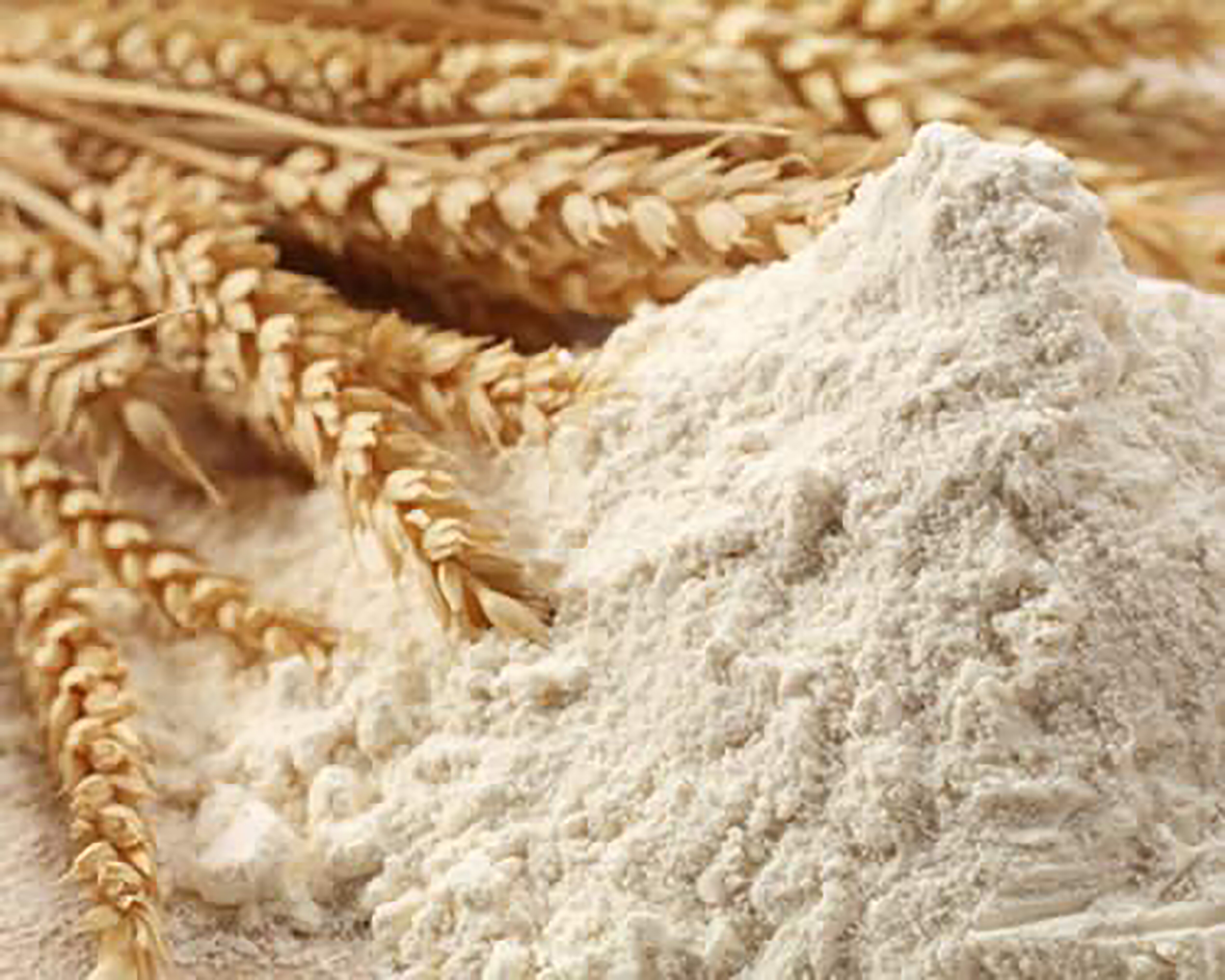 Оценка качества клейковины зерна пшеницы