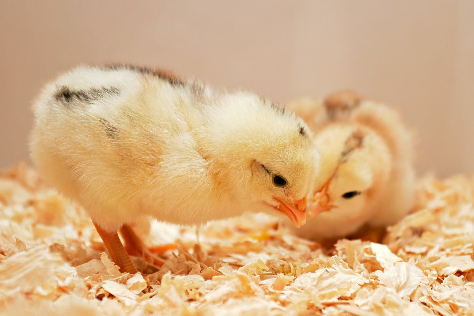 Установлено наличие антител к возбудителю инфекционного бронхита кур в образцах сыворотки крови цыплят