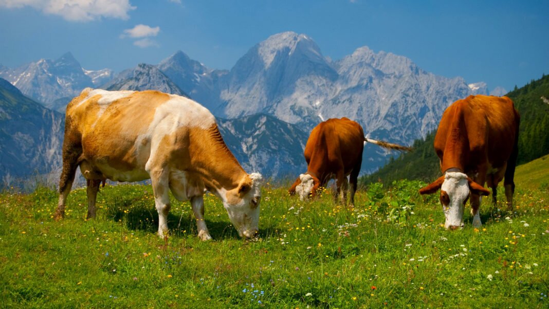 Обнаружены антитела к возбудителю лейкоза крупного рогатого скота