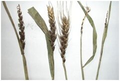 Об индийской головне пшеницы (Neovossia indica)