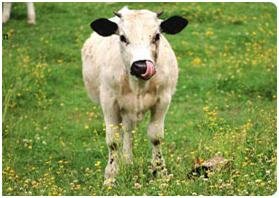 «Биосан» - действенная помощь в борьбе с бесплодием коров.