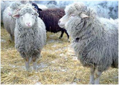 Скрепи овец и коз -опасное заболевание!