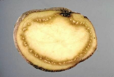 Бурая бактериальная гниль картофеля Ralstonia solanacearum
