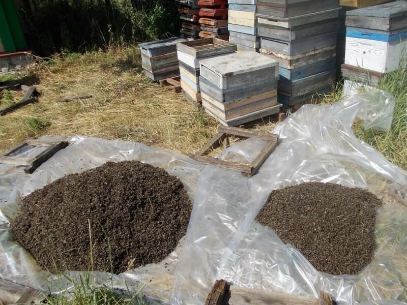 Правила по профилактике отравления пчел пестицидами