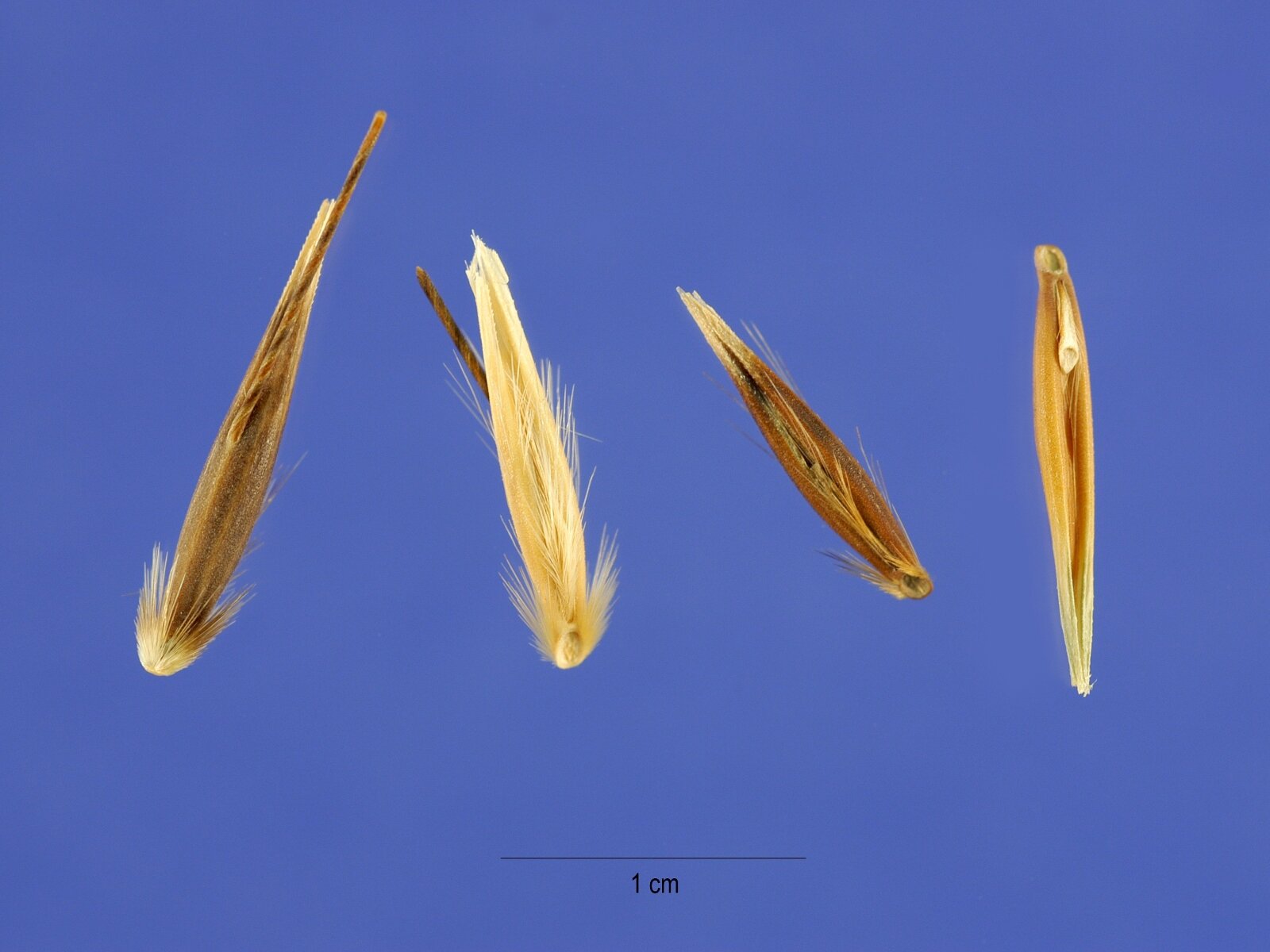 Анализы лаборатории выявили злостный сорняк в семенах пшеницы
