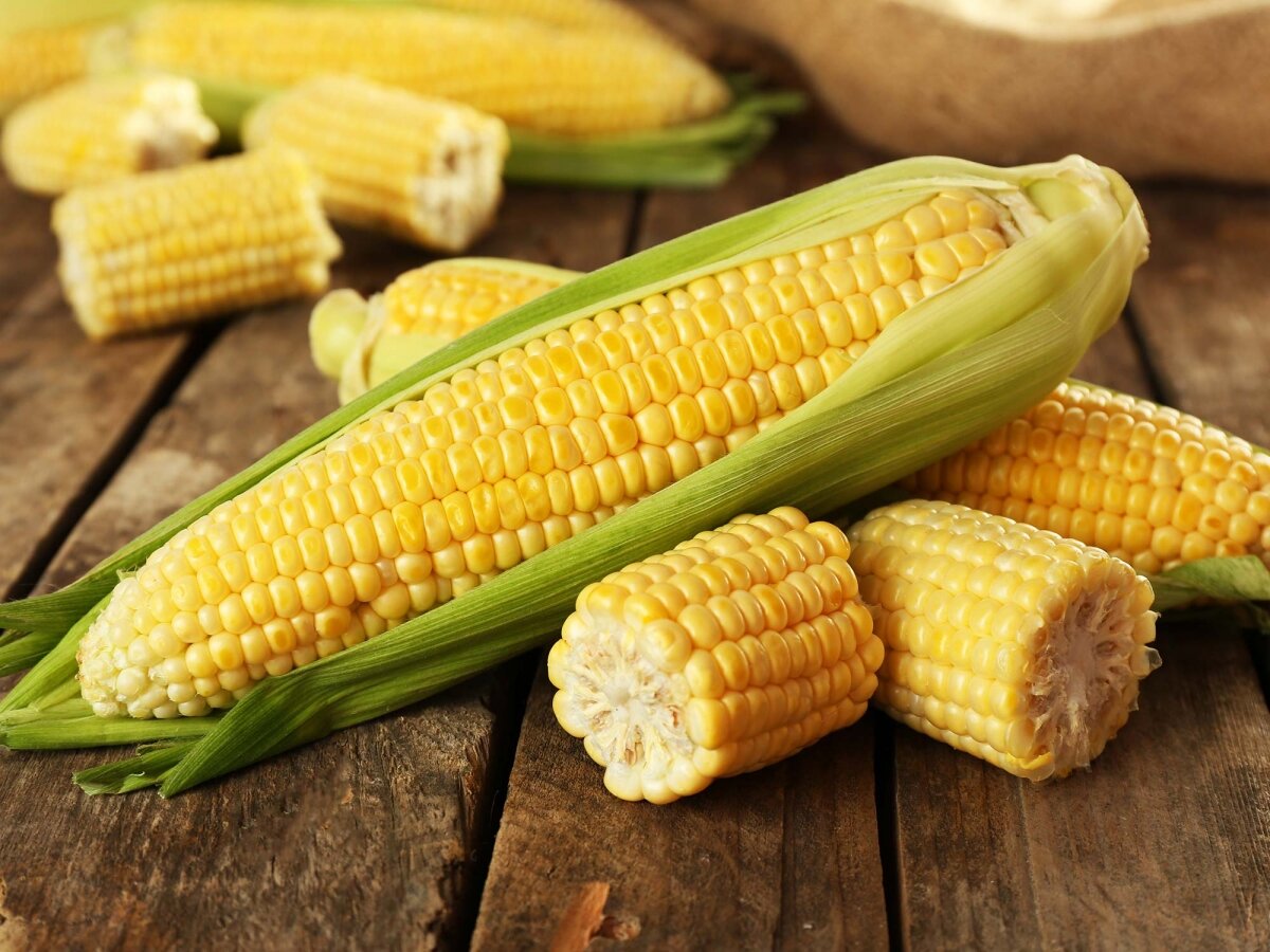 Вилт кукурузы – опасное карантинное заболевание