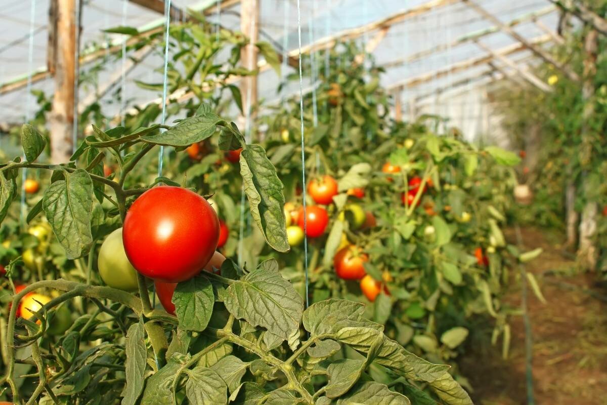 Виды вредителей при выращивании томатов в закрытом грунте