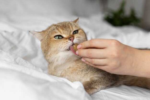 Можно ли умереть от аллергии на кошек?