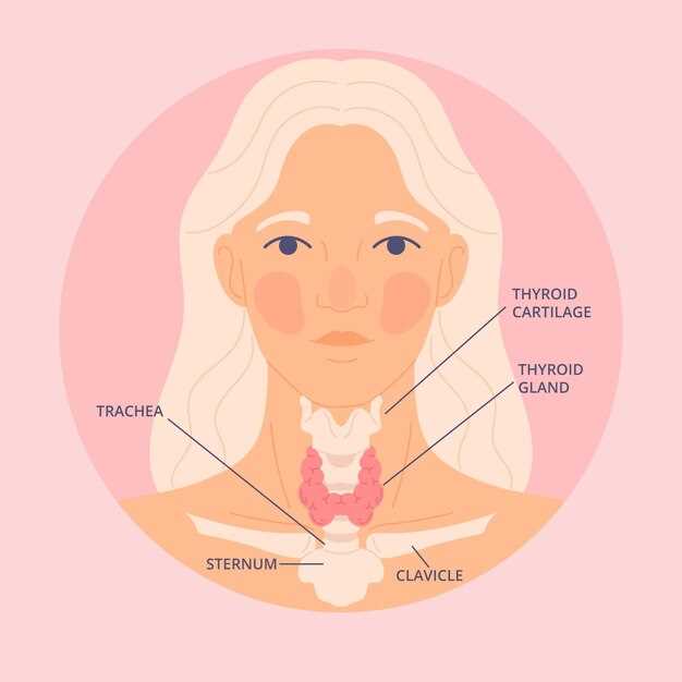 Анатомия и местонахождение щитовидной железы