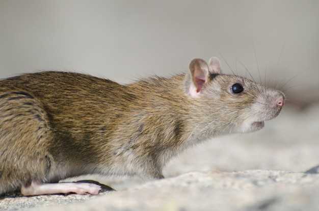 Факторы, влияющие на продолжительность жизни белых крыс