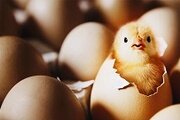 Временные ограничения на экспорт и транзит продукции из Венгрии