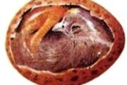 О проведении исследований эмбрионов- задохликов