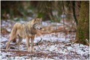 Ситуация с бешенством — глобальная проблема для всей страны