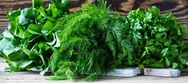 Производство витаминной зелени на Ставрополье