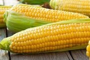 Фитосанитарная безопасность посевного материала – основа высоких урожаев кукурузы на Ставрополье