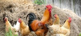 Заболевание кур, от которого может спасти вакцина