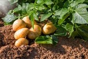 Опасность бурой бактериальной гнили картофеля для картофелеводства Ставропольского края.