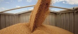 Государственный мониторинг зерна нового урожая