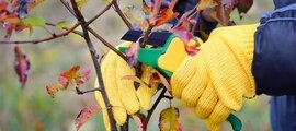 Осень в саду: что сажать и как обрезать