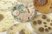 Бактерии рода Proteus в кормах животного и растительного происхождения