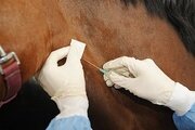 Специалистами ФГБУ "Северо-Кавказская МВЛ" в мазке крови лошади обнаружен нутталлиоз.