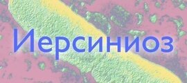 Иерсиниоз: заболевание «испорченных продуктов»