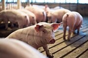 О введении временных ограничений на экспорт в Российскую Федерацию свиней из Малайзии.