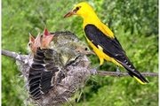 1 апреля — Международный день птиц.